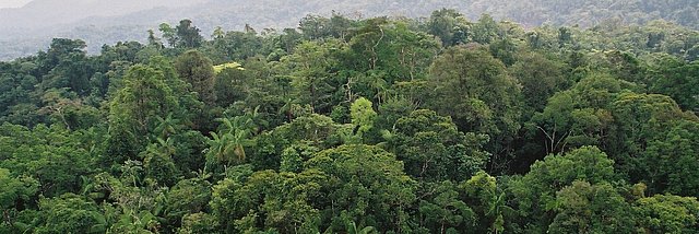 Ein dichter grüner Regenwald erstreckt sich in Honduras bis in den Horizont