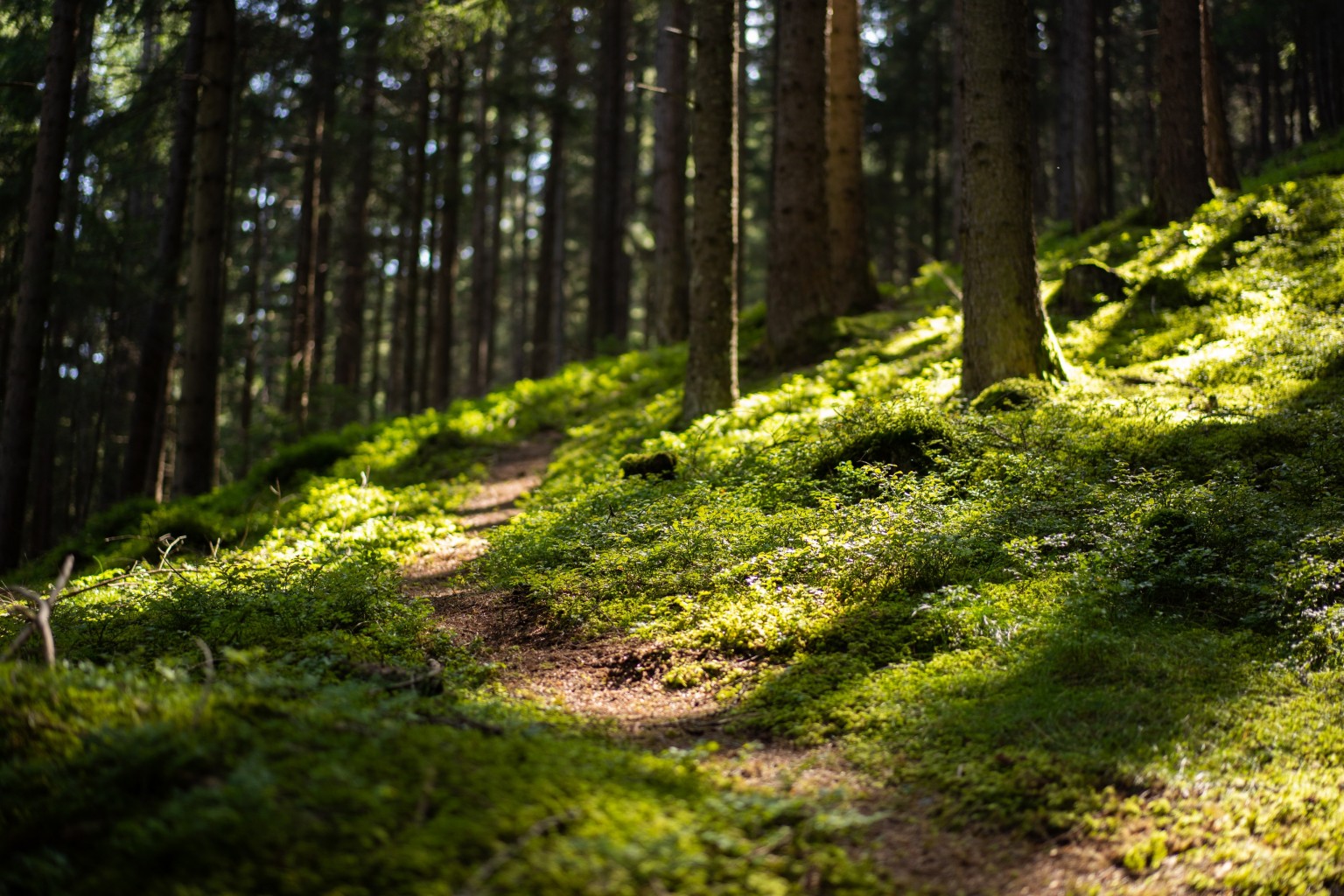 Wald im Sonnenlicht Wald im Sonnenlicht